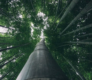 Bamboo’s Art in the winds